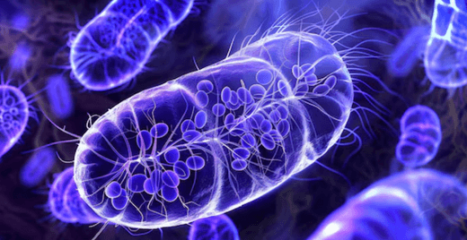 What Are Mitochondria and Why Do They Matter?