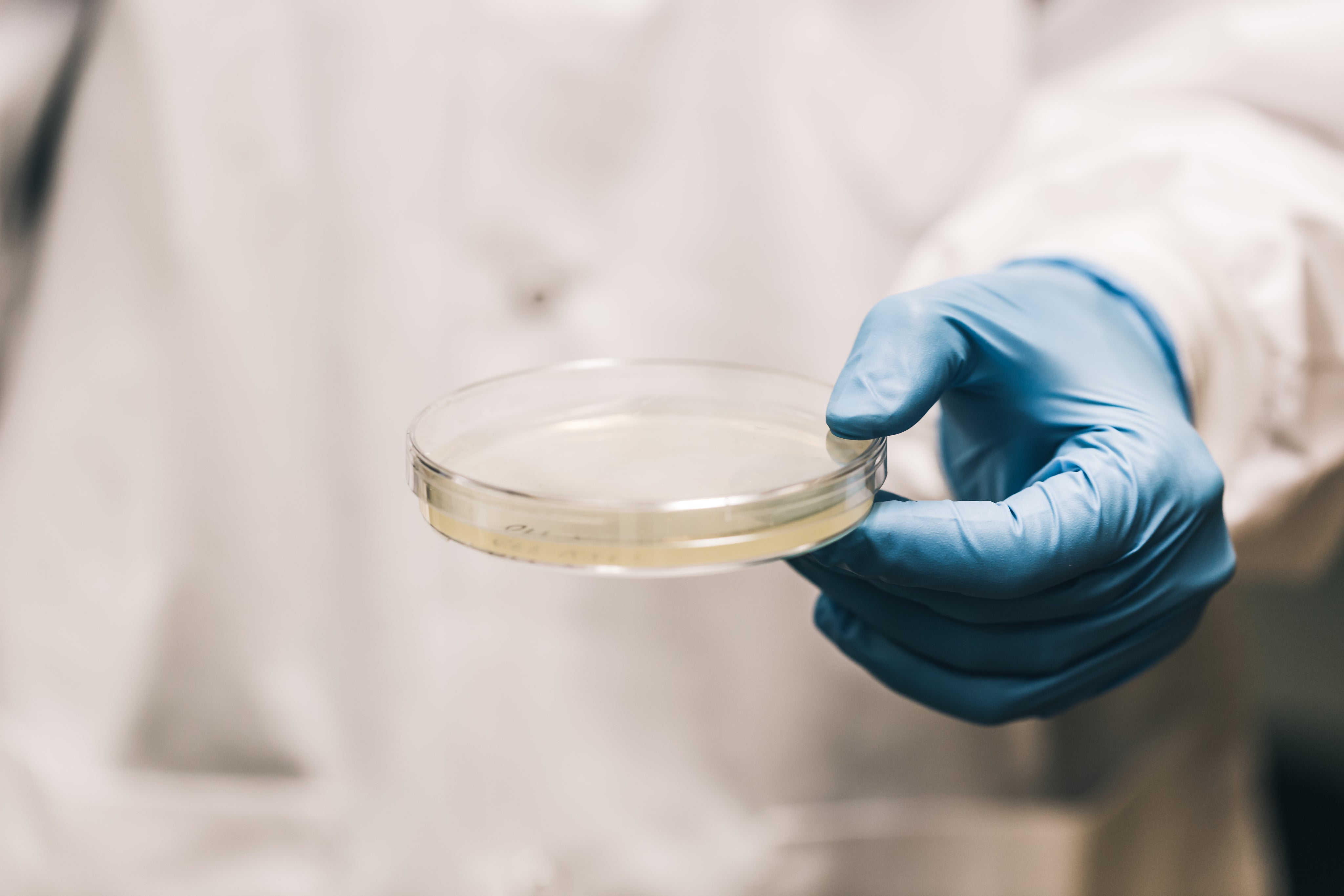 scientist-holding-agar-pietri-dish.jpg