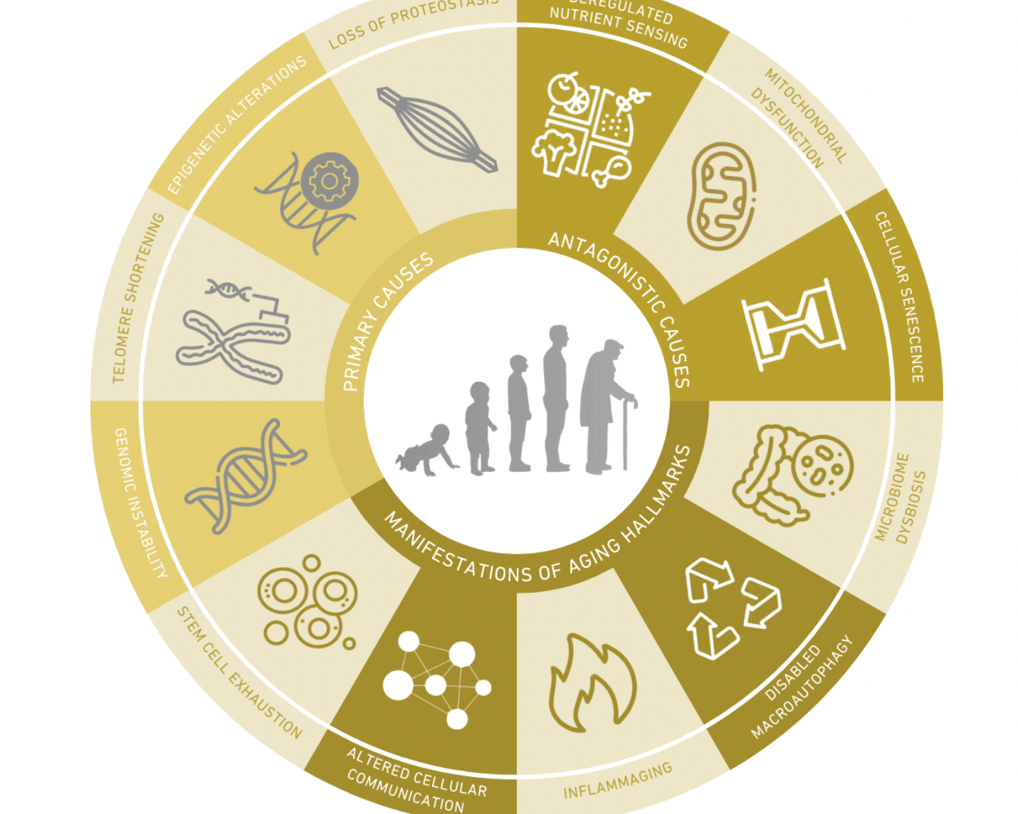 Decoding the Blueprint of Ageing: The Vital Importance of the 12 Hallmarks in Slowing Down the Ageing Process