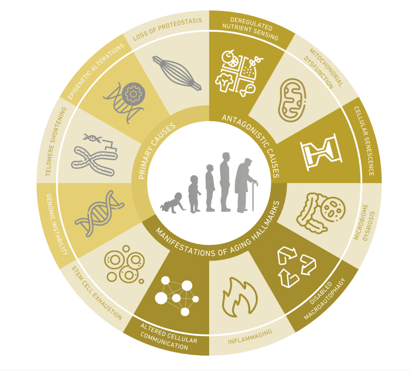 Decoding the Blueprint of Ageing: The Vital Importance of the 12 Hallmarks in Slowing Down the Ageing Process