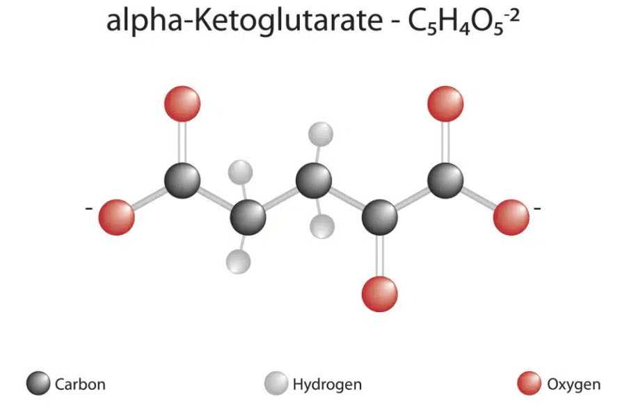 The Impact of Calcium Alpha-Ketoglutarate (Ca-AKG) on Biological Age: Insights from a Clinical Trial